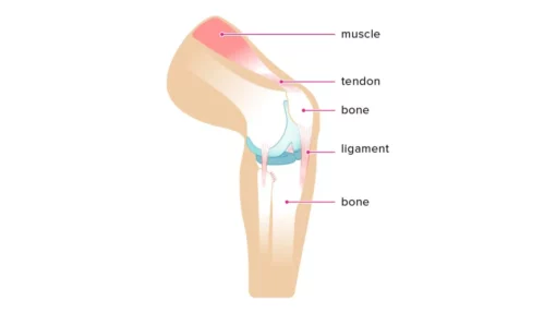 Knee anatomy with connective and muscle tissue